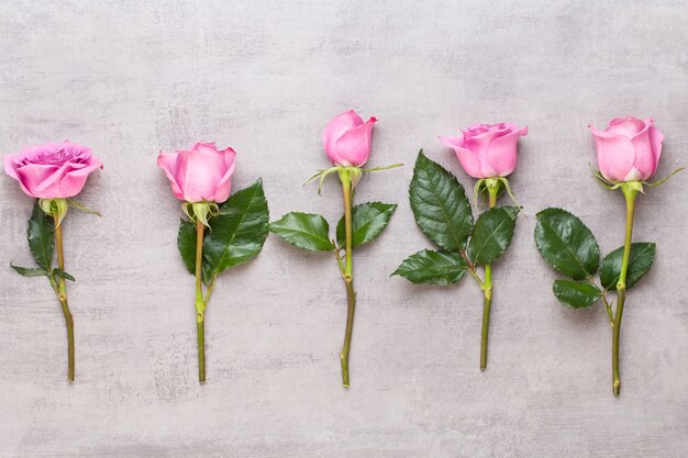 Kompozycja walentynki kwiaty. Rama wykonana z różowej róży na szarym tle. Leżał na płasko, widok z góry, miejsce na kopię.
