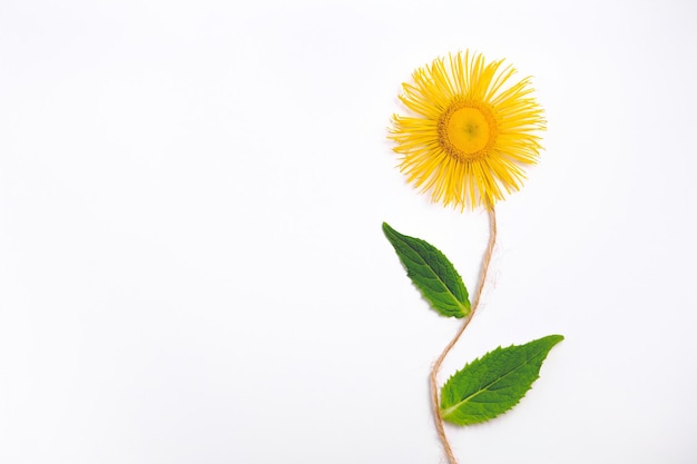 Kompozycja z żółtym kwiatem w płaskiej warstwie
