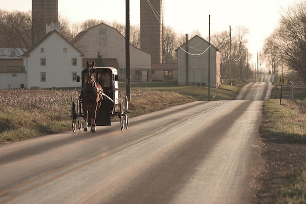 Koń amiszów i powóz Chester County Pennsylvania Dutch CountryxAamisz buggy powóz prosty r