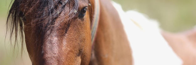 Koń Appaloosa na pastwiskach zbliżenie wspaniały dziki koń na ranczo