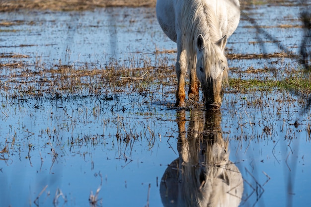 Koń Camargue W Parku Przyrody Bagna