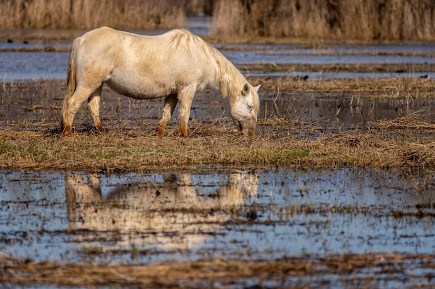 Koń Camargue W Parku Przyrody Bagna