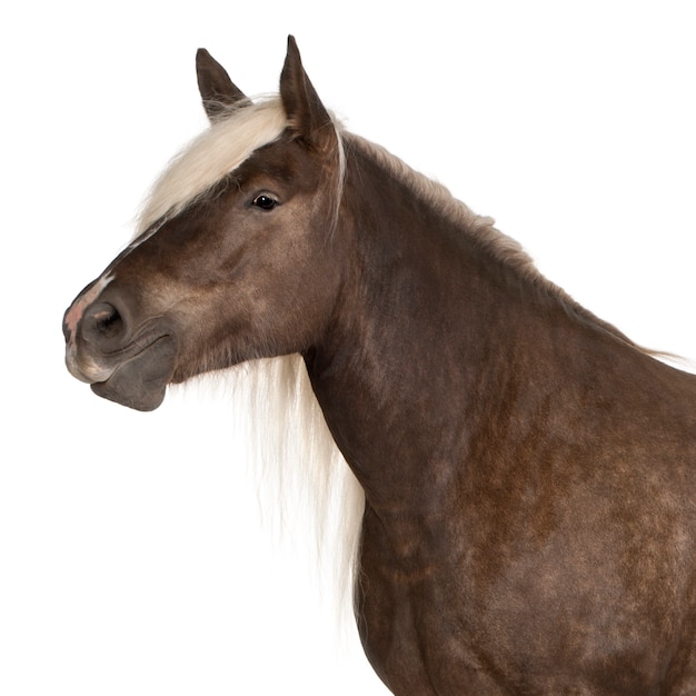 Koń Comtois, koń pociągowy, Equus caballus stojący biały jon na białym tle