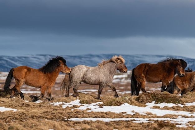 Koń islandzki to rasa koni rozwinięta z kucyków zabranych na Islandię przez osadników nordyckich