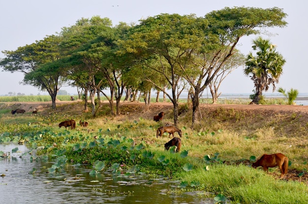 Koń jedzący nad brzegiem jeziora Nong Han w Sakon Nakhon Tajlandia