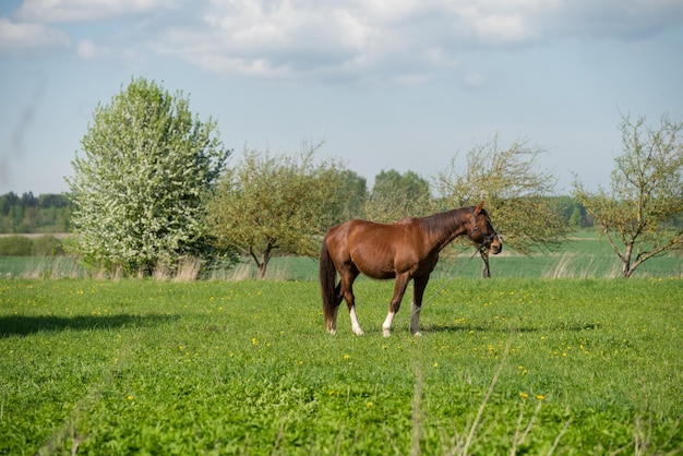 Koń na naturze portret konia brązowy koń