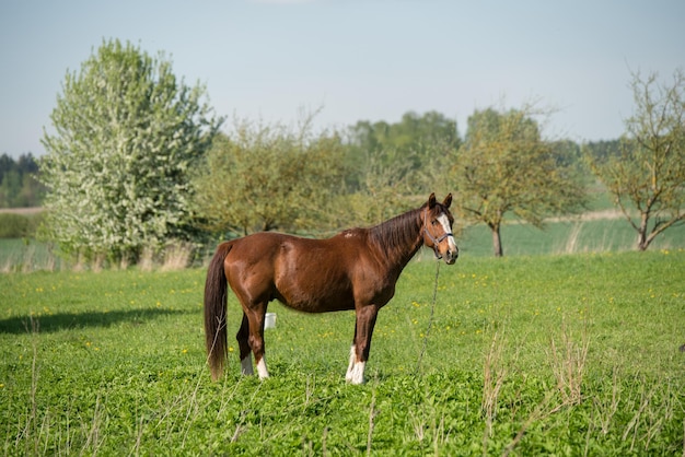 Koń na naturze portret konia brązowy koń