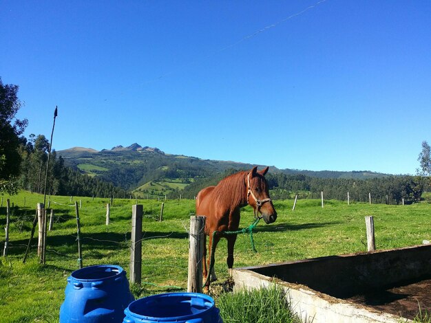 Zdjęcie koń na polu na tle jasnego niebieskiego nieba