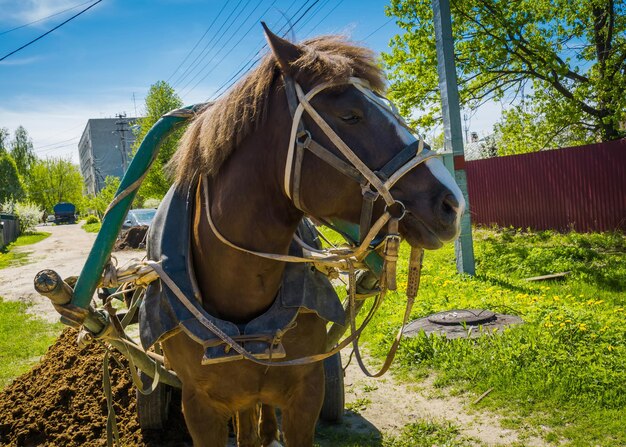 Zdjęcie koń na polu