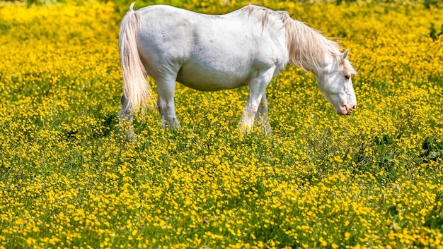 Zdjęcie koń na polu