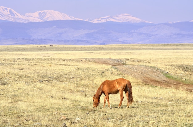 Koń na stepie Kurai Zwierzak pasie się wiosną wśród suchej trawy