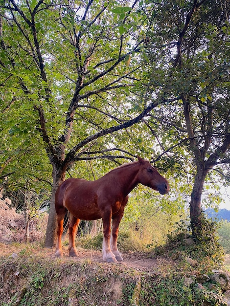 Koń na wolności na łące na północy Hiszpanii. Bezpłatny koń o zachodzie słońca.