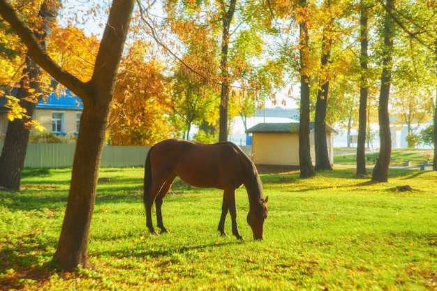 koń na zielonej trawie