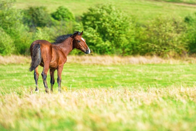 Koń na zielonym polu z trawą