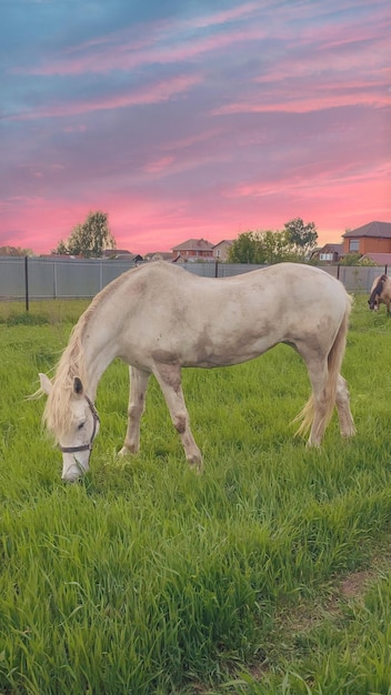 Zdjęcie koń pasie się na polu