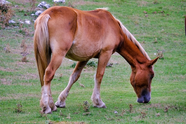 Zdjęcie koń pasie się na polu.