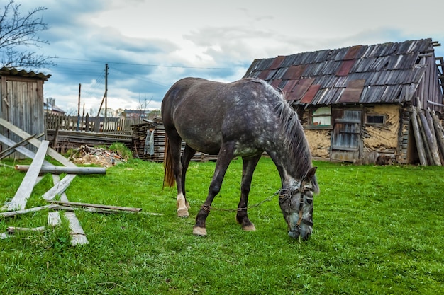 Koń pasie się na smyczy na łące w pobliżu domu. szary koń jest przykuty łańcuchem