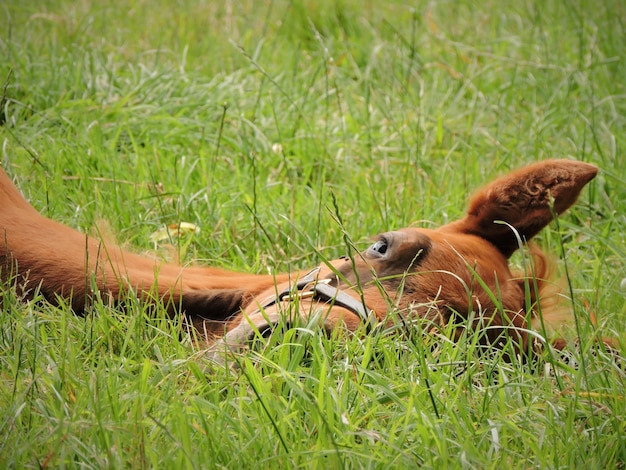 Zdjęcie koń pasie się na trawiastym polu