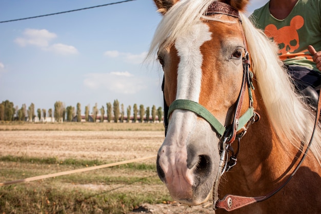 Koń Podczas Letniego Spaceru Na Wsi