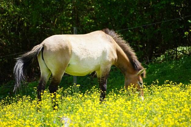 Zdjęcie koń przewalski pochodzi ze step azjatyckich.