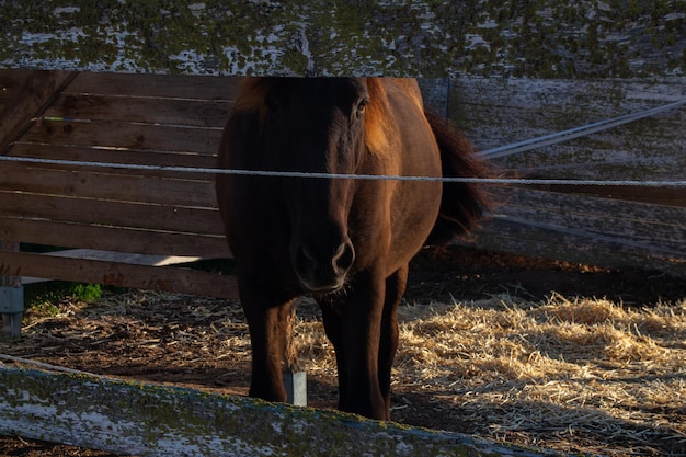 Koń stoi na ogrodzonym terenie z sianem i sianem