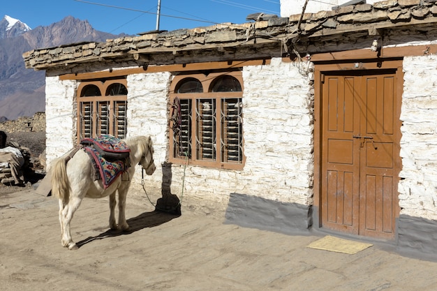 Koń stoi w pobliżu domu, Nepal