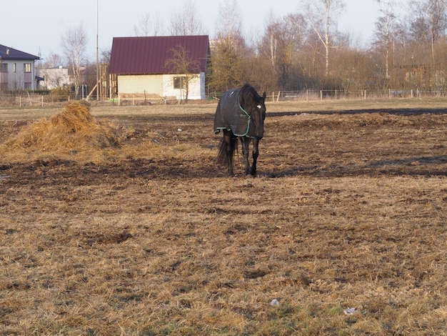 Koń stoi w polu