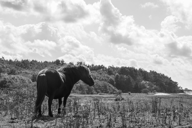 Zdjęcie koń stojący na polu przeciwko niebu