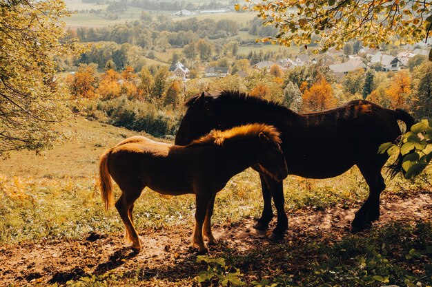 Zdjęcie koń stojący na polu w górach