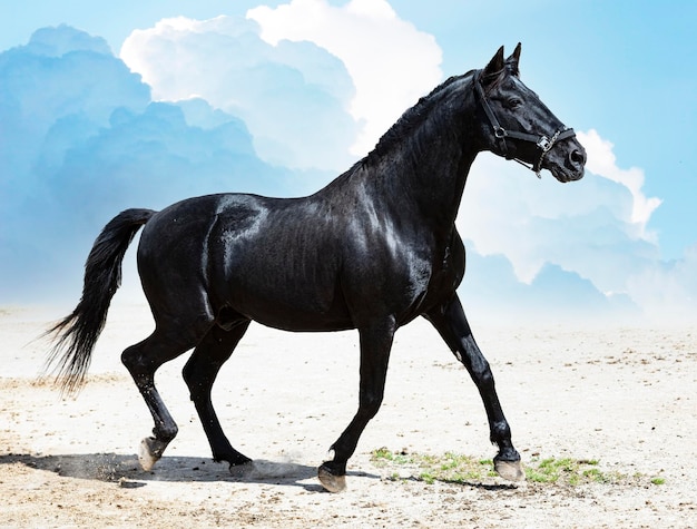 Zdjęcie koń stojący na polu