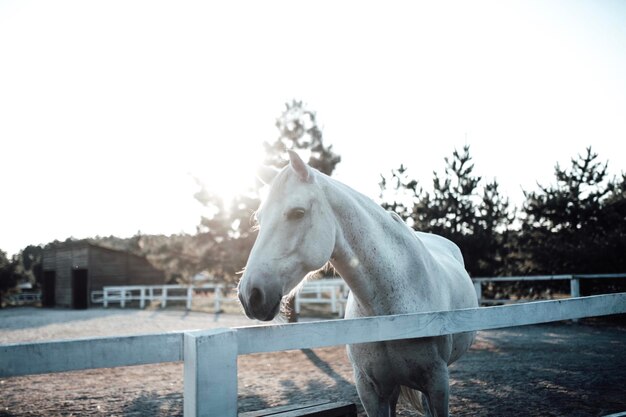 Zdjęcie koń stojący na ranczu na czystym niebie