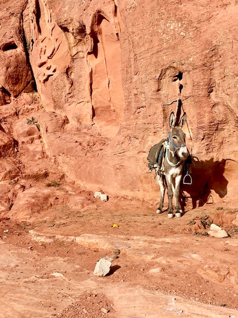 Zdjęcie koń stojący na skale
