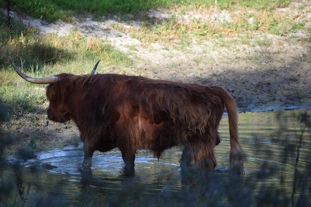 Zdjęcie koń stojący w wodzie