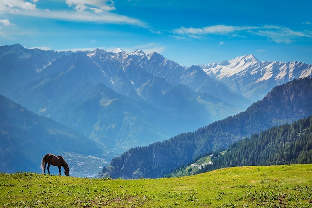 Koń w górach. Himachal Pradesh, Indie