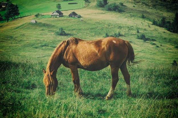 Koń w górach