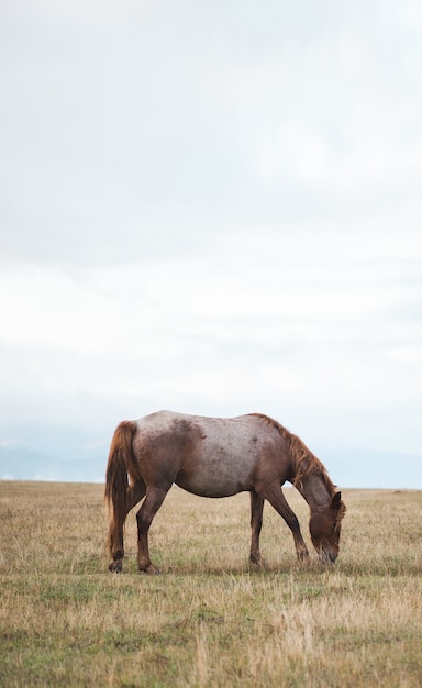 Koń W Tle Krajobrazu Zielonej Trawie