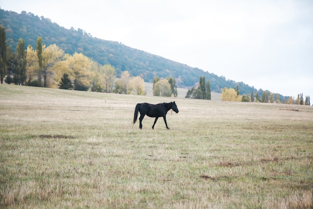 Koń w tle krajobrazu zielonej trawie