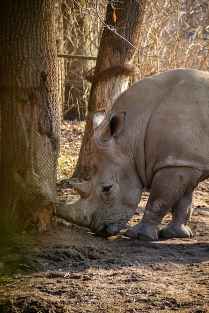 Zdjęcie koń w zoo