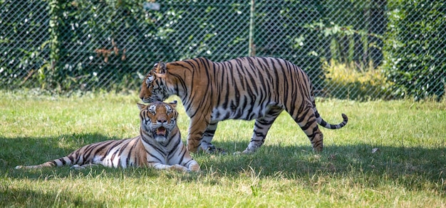 Zdjęcie koń w zoo