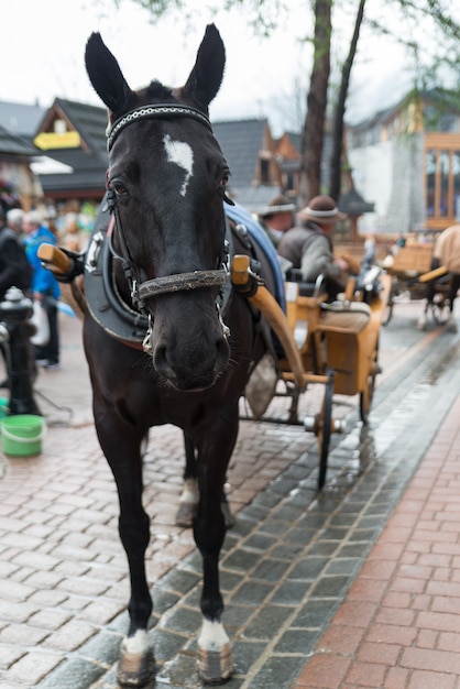 Koń we wsi Zakopane, Polska, Polska