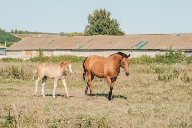 Koń ze źrebakiem na wolnym wybiegu na farmie Mama i źrebię na łące