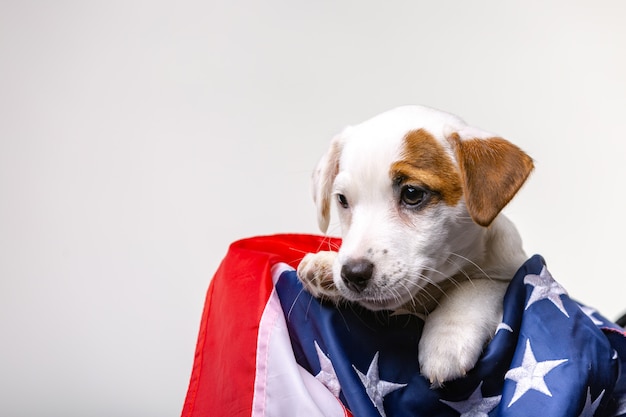 Koncepcja amerykańskiego dnia niepodległości, ładny szczeniak Jack Russell Terrirer stanowią z flagą USA