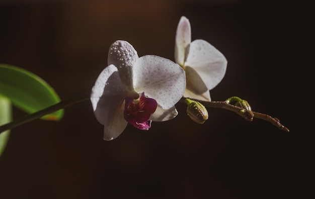 Koncepcja aromatu Kosmetyki kwiatowe Piękno natury Kwiat orchidei Uprawa Phalaenopsis