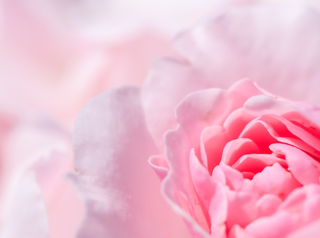 Koncepcja botaniczna, karta zaproszenie na ślub - nieostrość, streszczenie tło kwiatowy, różowy kwiat róży. Makro kwiaty tło do projektowania marki wakacyjnej