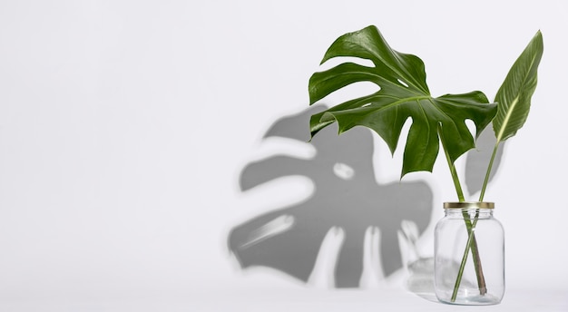 Koncepcja botaniczna z przodu z przestrzenią do kopiowania