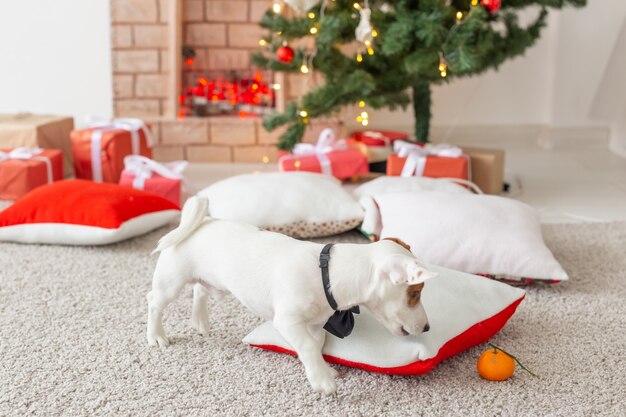 Koncepcja Boże Narodzenie i zwierzę - mały Jack Russell Terrier.