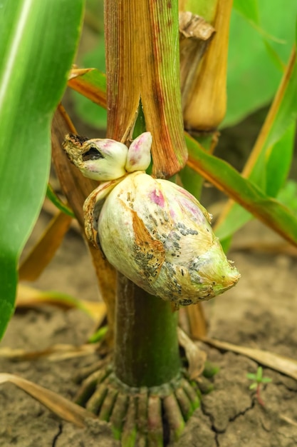 koncepcja choroby kukurydzy. zepsuta kukurydza rośnie na polu kukurydzy
