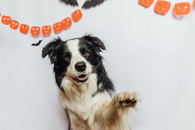 Koncepcja „cukierek albo psikus” zabawny szczeniak rasy border collie na białym tle z halloweenową girlandą deco