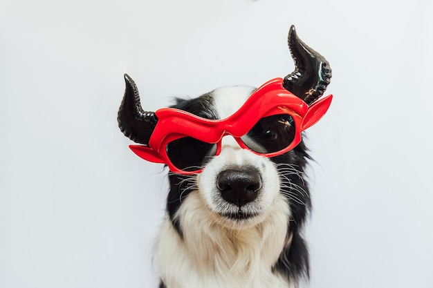 Koncepcja „cukierek Albo Psikus” Zabawny Szczeniak Rasy Border Collie Ubrany W Halloweenowe Głupie Okulary Szatana Diabła