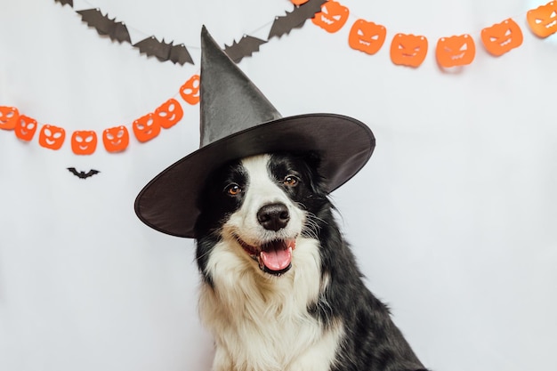 Koncepcja „cukierek albo psikus” zabawny szczeniak rasy border collie ubrany w halloweenowy kapelusz czarownica kostium przerażający an